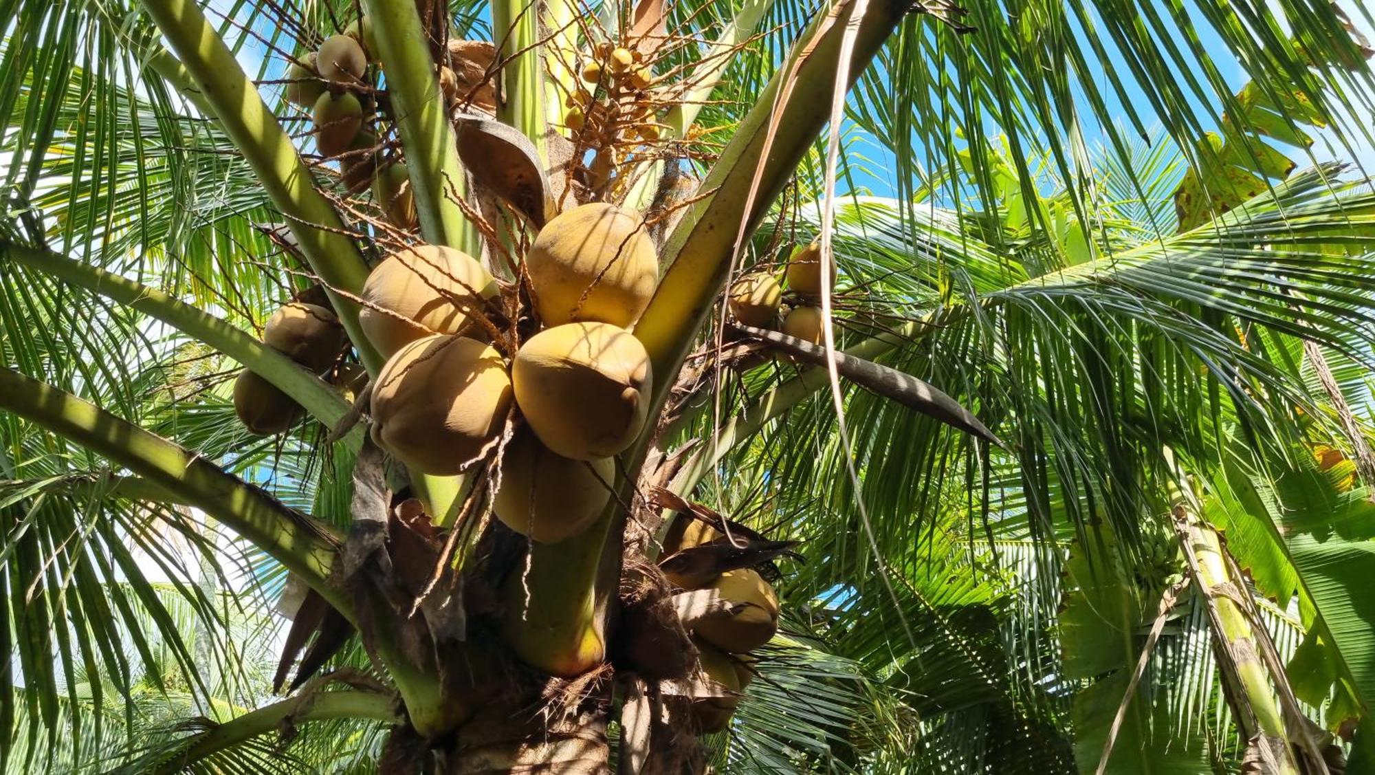 Ba Danh Homestay & Kitchen - Ben Tre Mekong Eksteriør billede