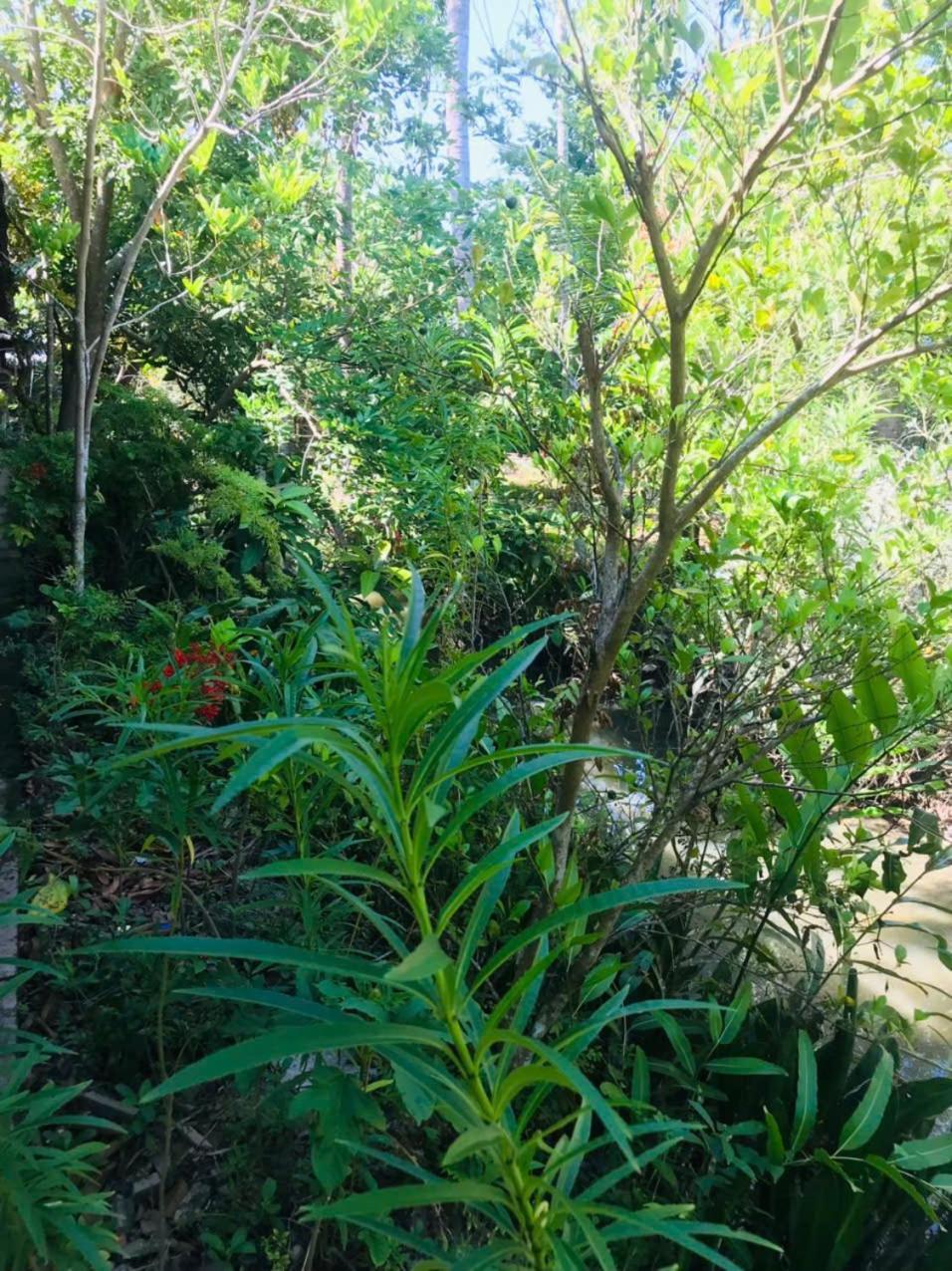 Ba Danh Homestay & Kitchen - Ben Tre Mekong Eksteriør billede